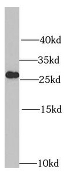 RPL14 Antibody