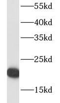 RPL18A Antibody