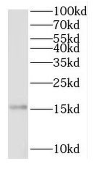 RPL28 Antibody