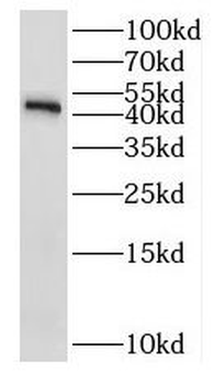 RPL3 Antibody