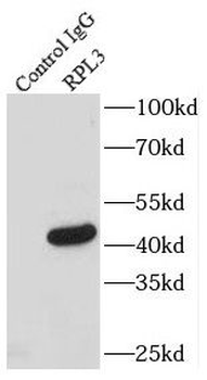 RPL3 Rabbit Polyclonal Antibody
