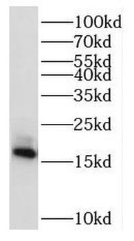 RPL32 Antibody