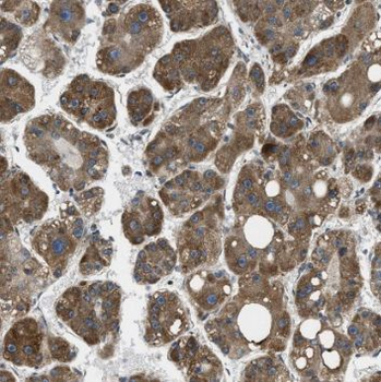 RPL36AL Antibody
