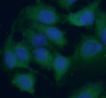 RPL38 Rabbit Polyclonal Antibody