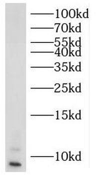 RPL39 Antibody