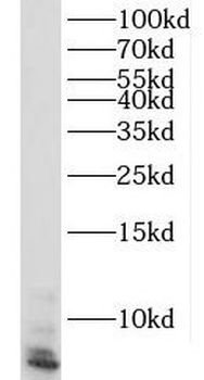 RPL39L Antibody