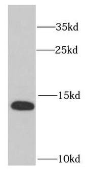 RPS12 Antibody