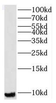 RPS21 Antibody