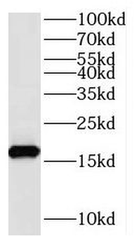 RPS24 Antibody