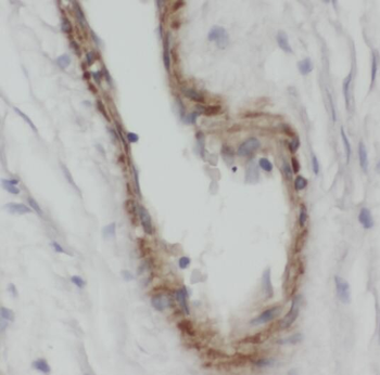RPS26 Rabbit Polyclonal Antibody