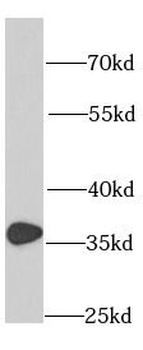 RPS3A Antibody