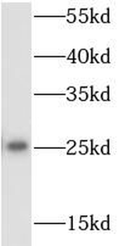 RPS9 Antibody