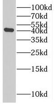 RRP7A Antibody