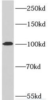 RTF1 Antibody