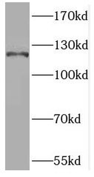 RUBCN Rabbit Polyclonal Antibody