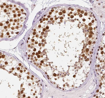 RUBCN Rabbit Polyclonal Antibody
