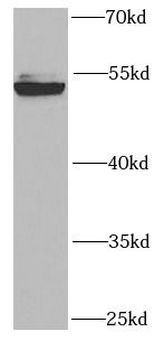 RUVBL2 Antibody