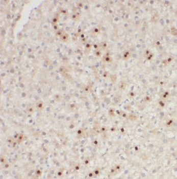 RWDD3 Antibody