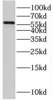 RXRB Antibody