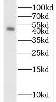 S1PR2 Antibody