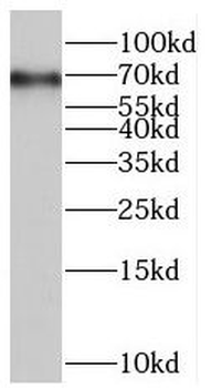 SAMHD1 Antibody