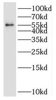 P3H4 Antibody