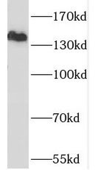 SCAP Antibody