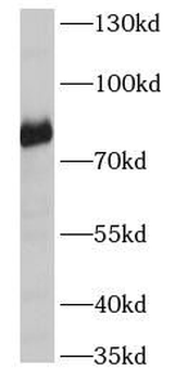 SCARF1 Antibody