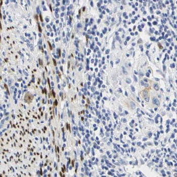 SCEL Rabbit Polyclonal Antibody