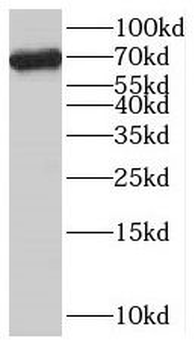 SCFD1 Antibody