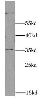 SCO1 Antibody