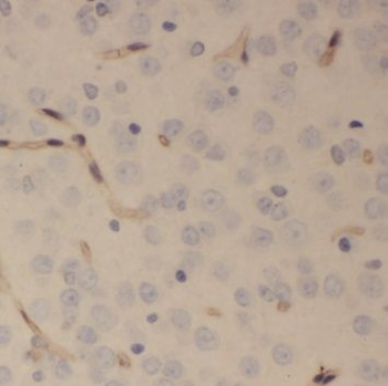 SCRG1 Antibody