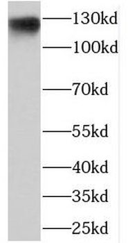 NEMF Antibody