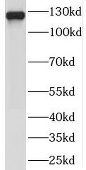 SEC23IP Antibody