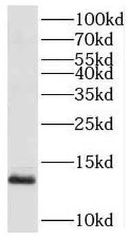 SEC61B Antibody