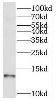 SEC61B Antibody