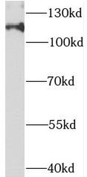 Exoc4 Antibody