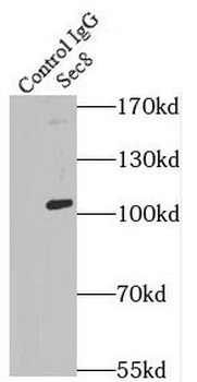 Exoc4 Rabbit Polyclonal Antibody