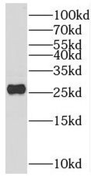 SCG5 Antibody