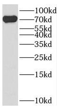 SEMA3C Antibody