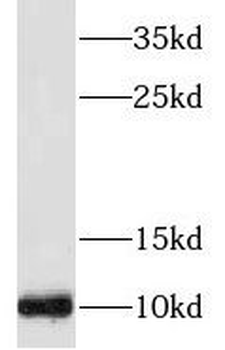 SERP1 Antibody