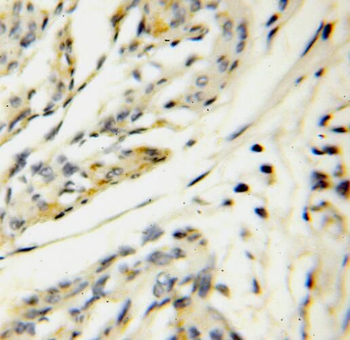 SERP1 Rabbit Polyclonal Antibody
