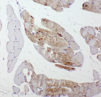 SERPINB6 Rabbit Polyclonal Antibody