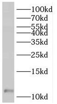 SF3B5 Antibody