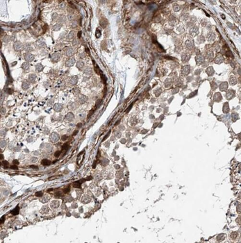 SUGP1 Rabbit Polyclonal Antibody
