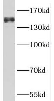 SFI1 Antibody