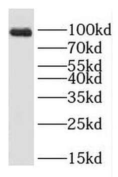 ARHGEF26 Antibody