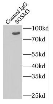 SGSM3 Rabbit Polyclonal Antibody