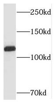 SH3BP4 Antibody
