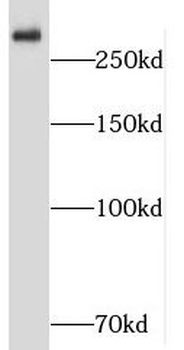 SHANK1 Antibody